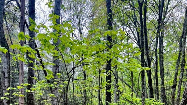 Bent Creek: 7 mi 1000 ft elev. gain