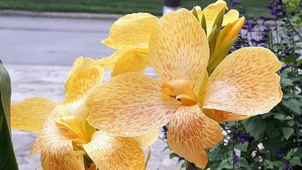 Walk the Ethnobotany Trail and More at the NC Arboretum