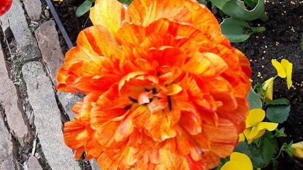 Walk the Wesley Branch Trail at the NC Arboretum