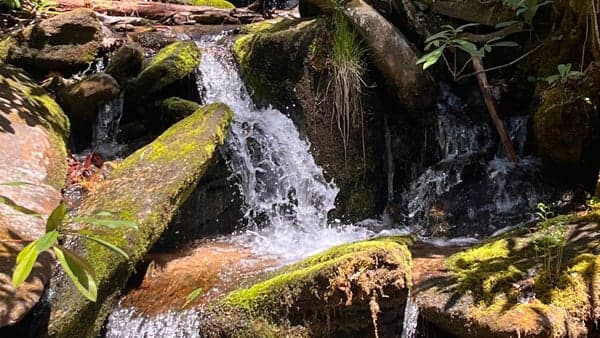Flat Laurel Creek Hike