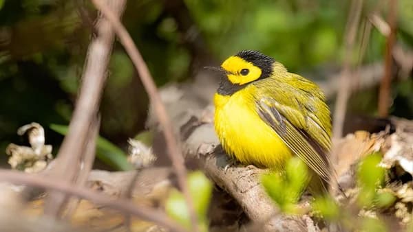 WNC Sierra Club 9/2: Birds We Love