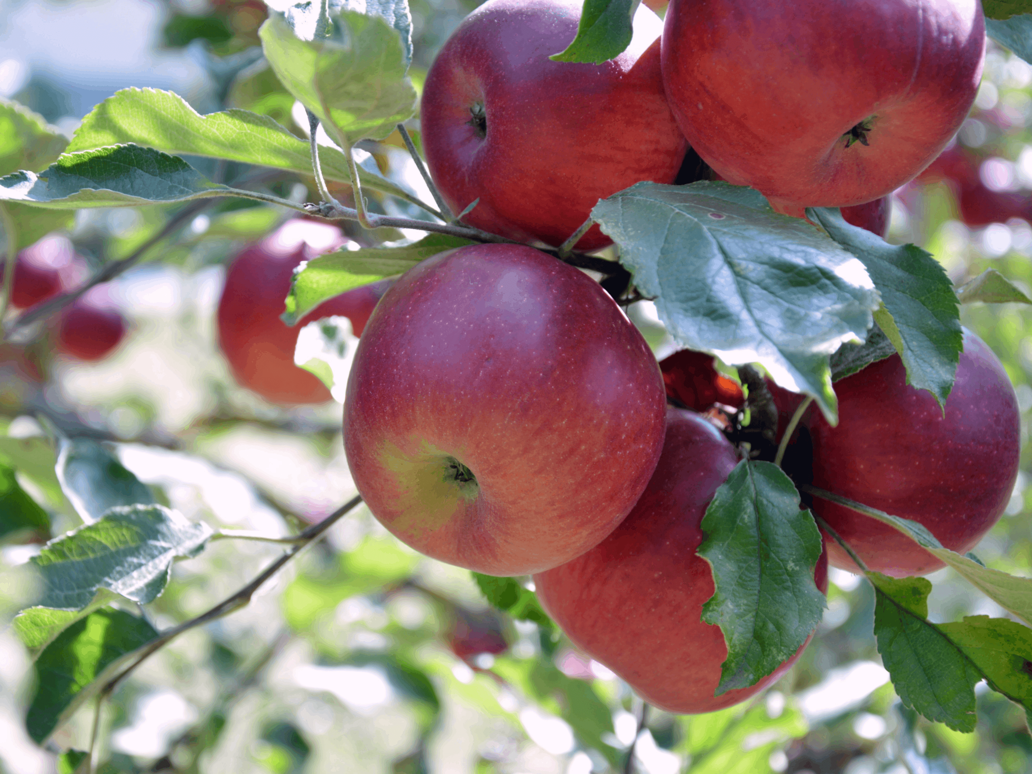 Growing Fruits 101 at Reems Creek Nursery with Joy Lew
