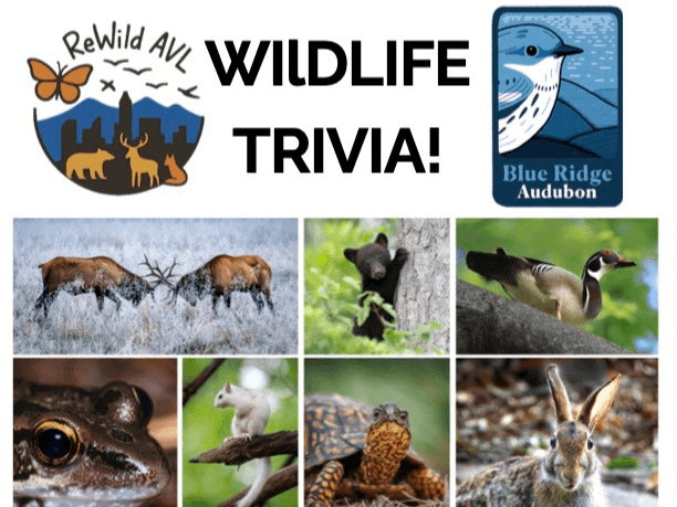 WILDLIFE and BIRD TRIVIA! at Turgua Brewing
