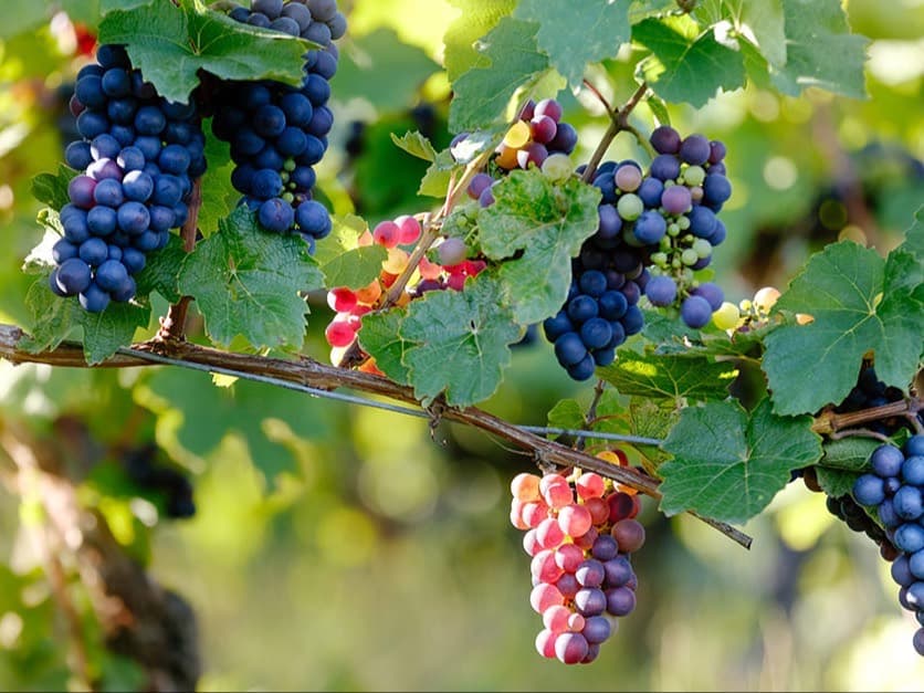 Pinot Noir Grape Class & Tasting