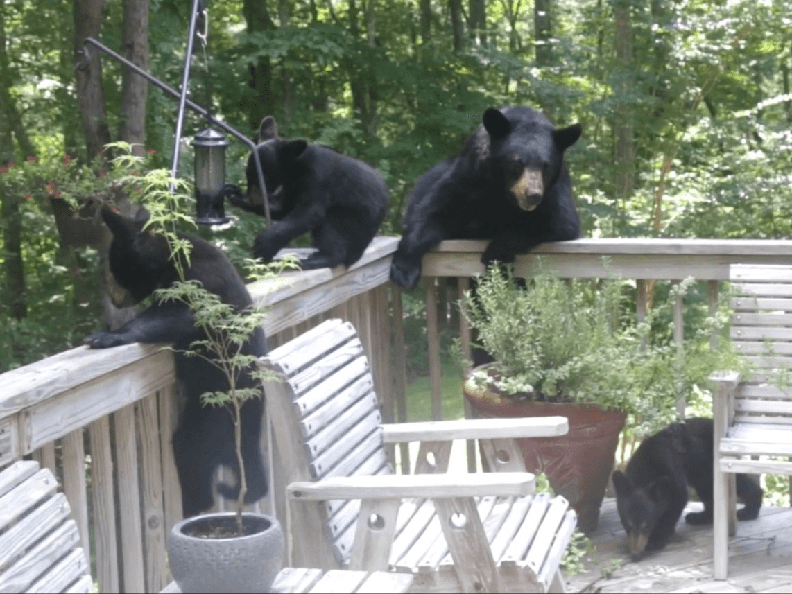 BearWise and FireWise: Coexistence with Nature in the Southern Appalachians