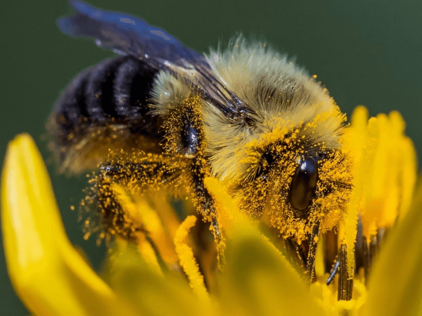 The Southeast Bumble Bee Atlas: Intro & Volunteer Training, with Bryan Tompkins