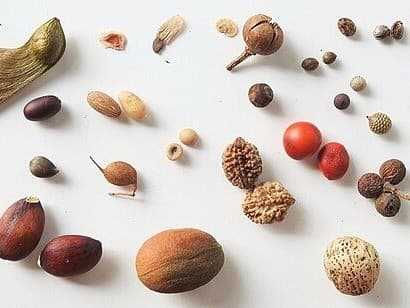 C.P.A. Collect Native Seeds to Plant Next Year with Sarah Coury