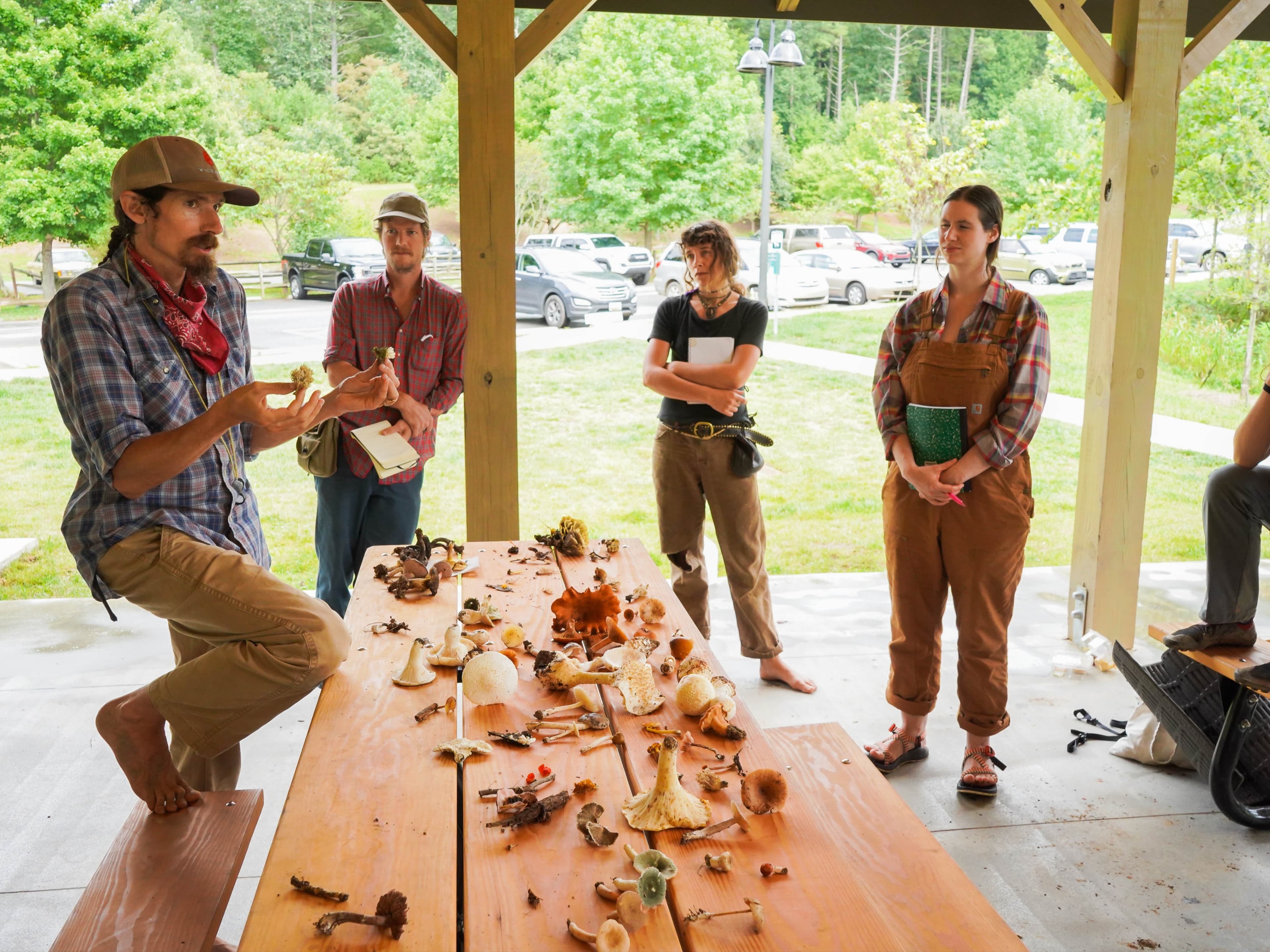 Common Mushroom Groups of the Southern Mountains