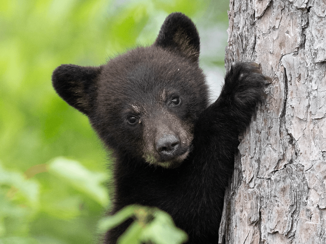 BearWise: Live Responsibly with Bears