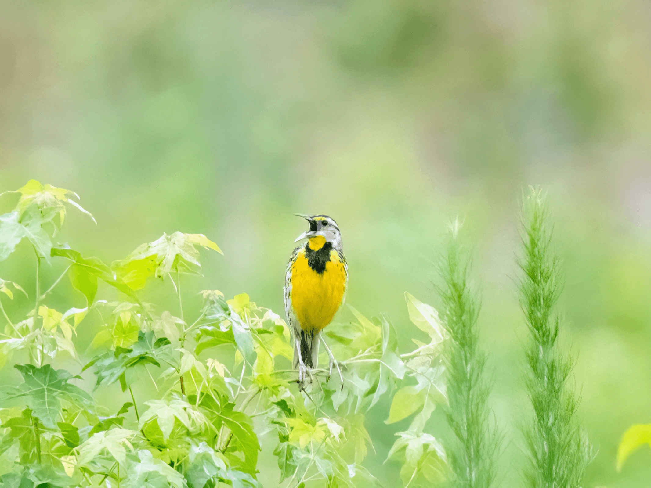 Birds, Habitat, & Community