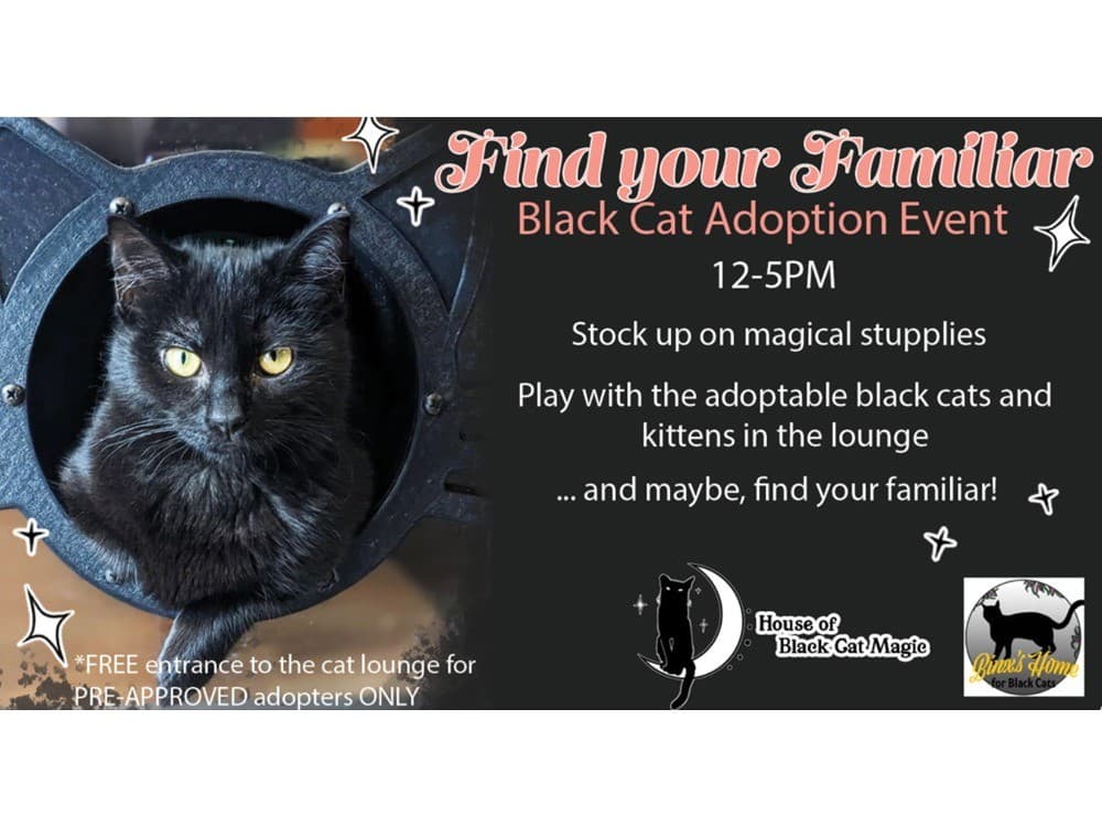 Find Your Familiar: Black Cat Adoption Event