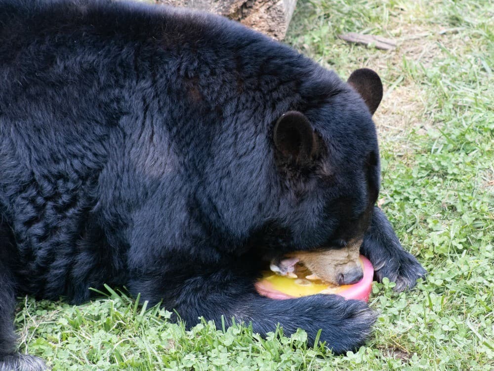 Brews & Bears
