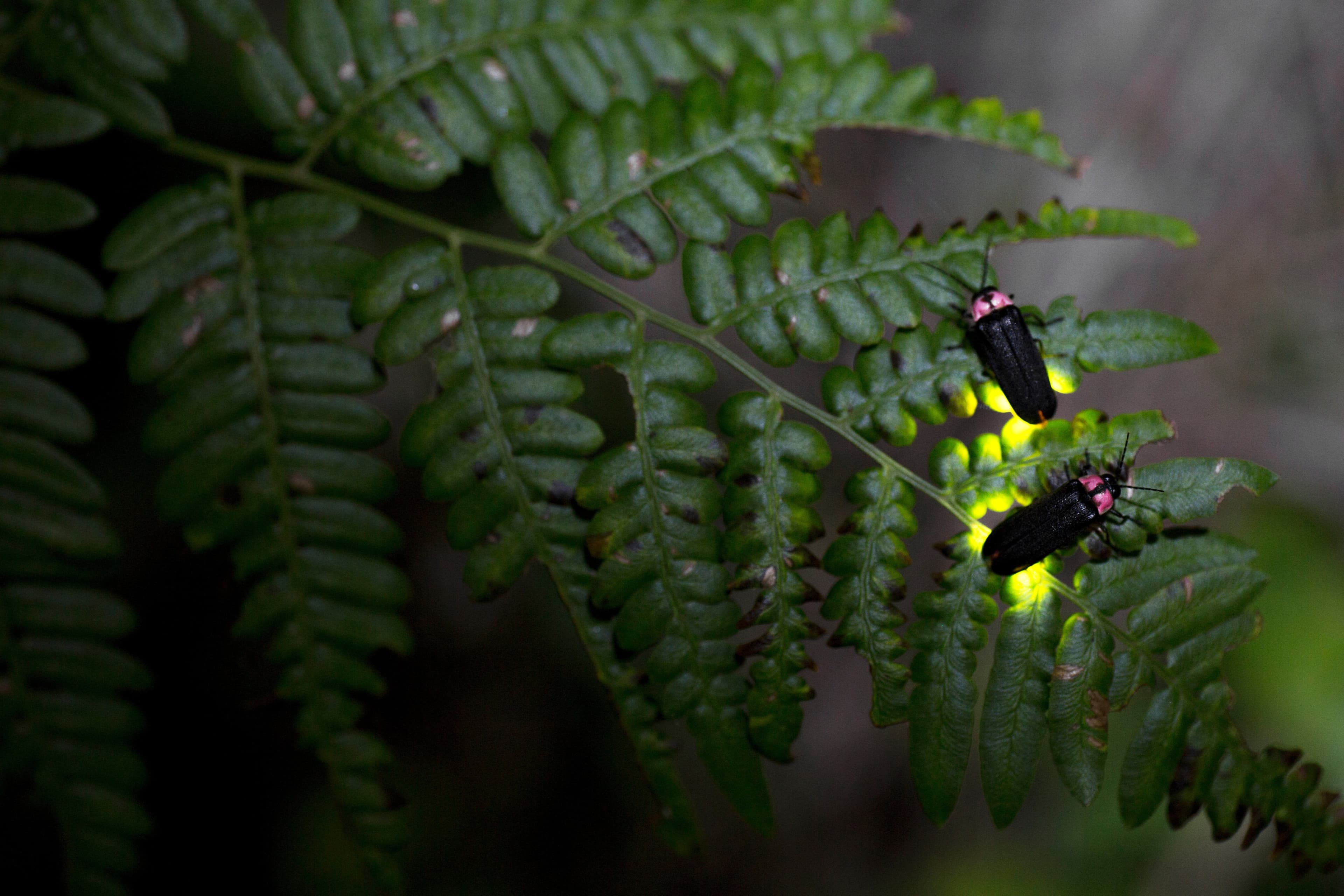 Nighttime Forest and Fireflies Hike