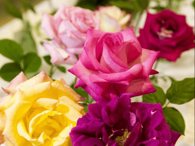 The Asheville-Blue Ridge Rose Society Exhibition