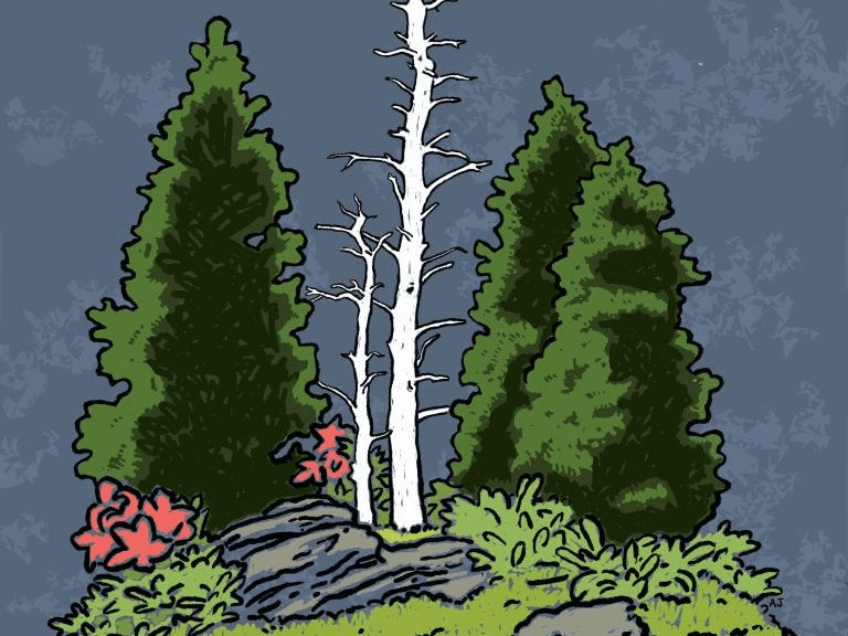 Bonsai in the Blue Ridge