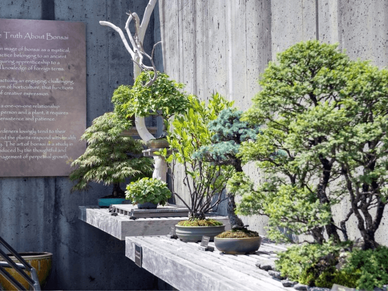 World Bonsai Day