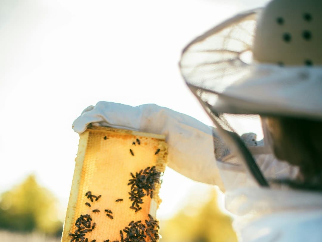 Beekeeping 101
