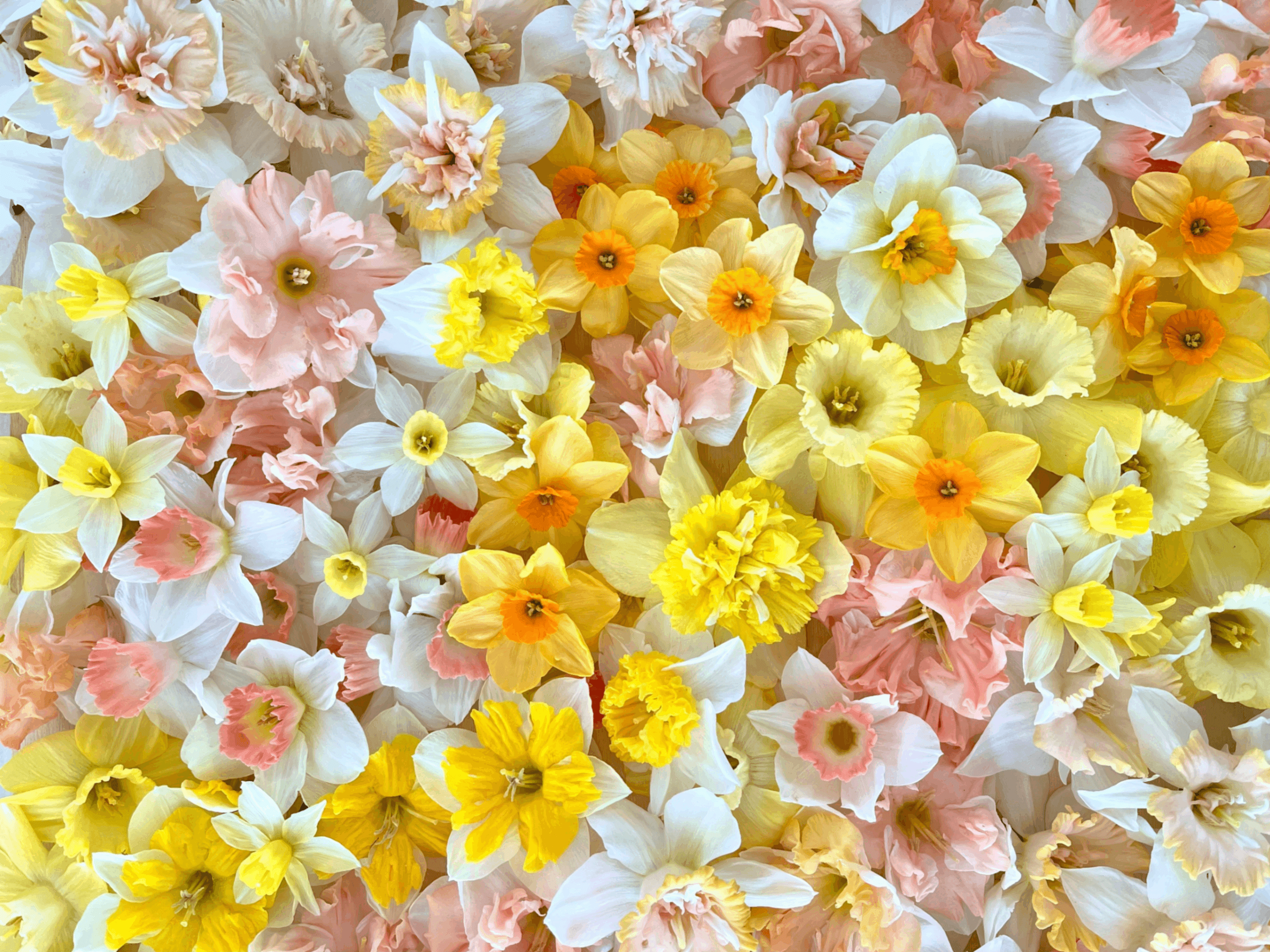 Lambs & Flowers Springtime Photo Sessions