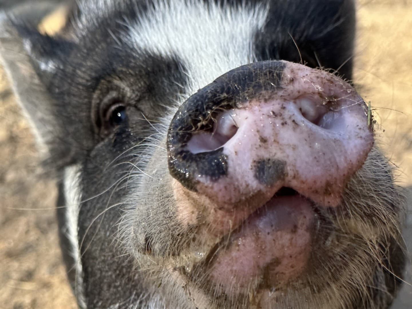 Animal Haven of Asheville’s Fall Fundraiser