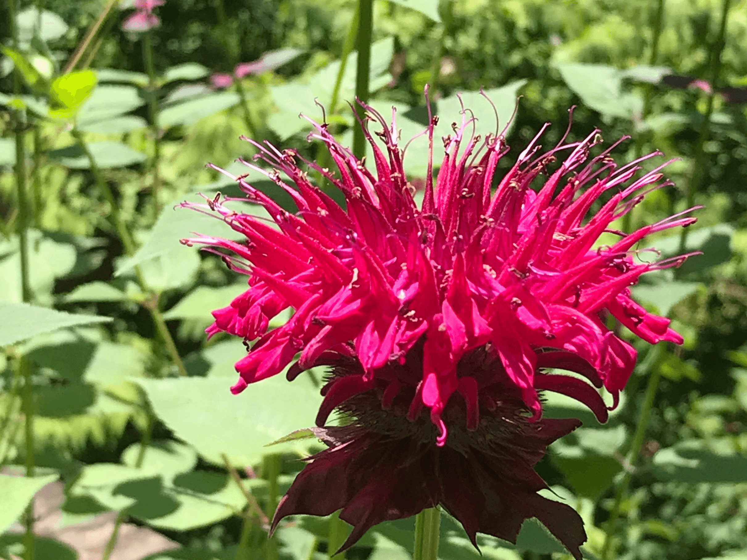 Gardening in the Mountains: The Native-Nativar Dilemma