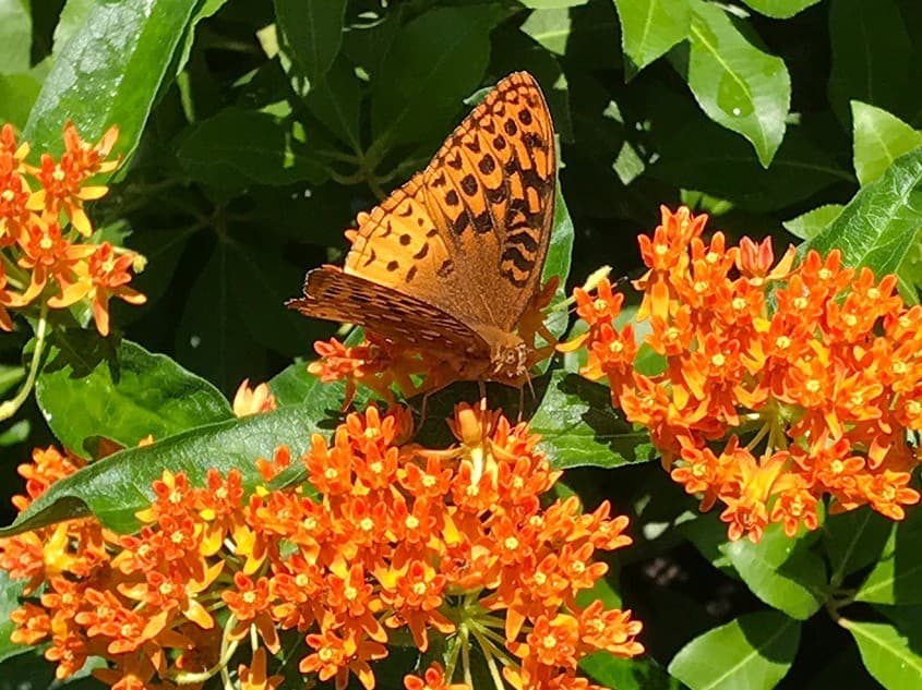 Great Pollinator Census in The Learning Garden