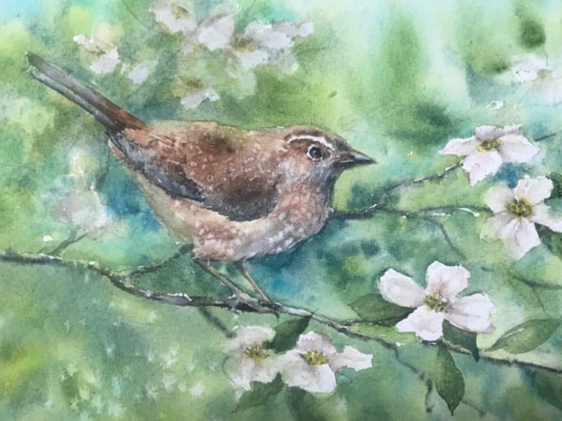 Painting Birds with Watercolors class