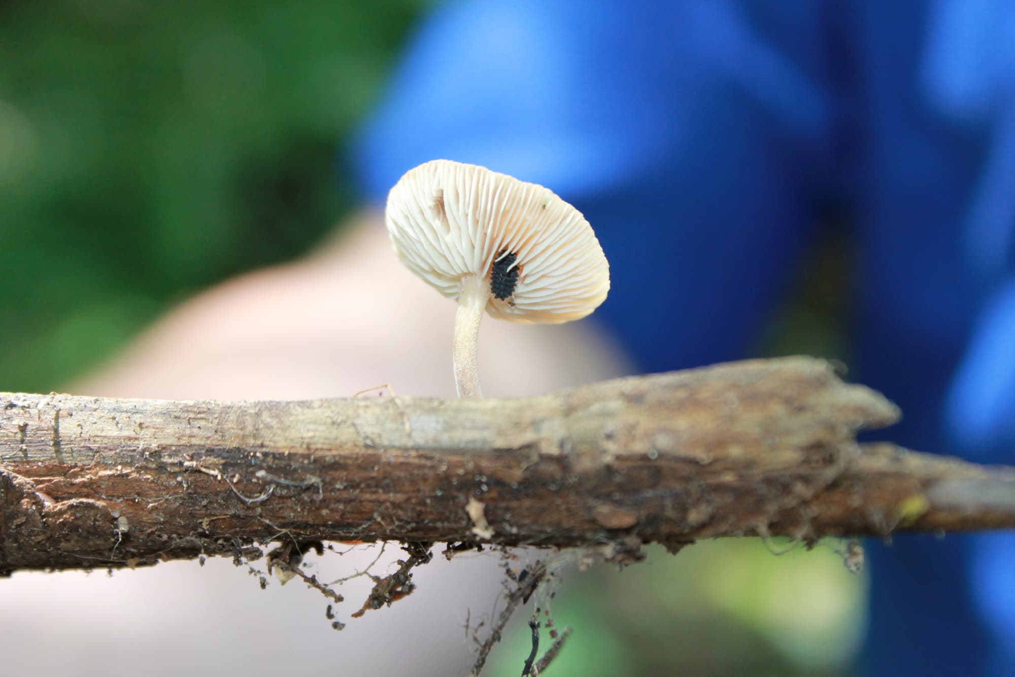 Adult Field Course: Fungi in the Cloud Forest