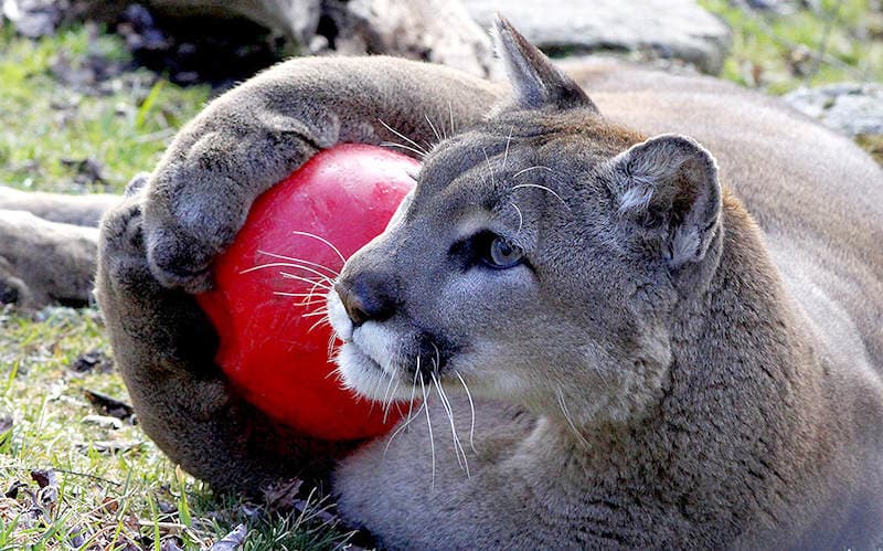 Animal Birthday Party