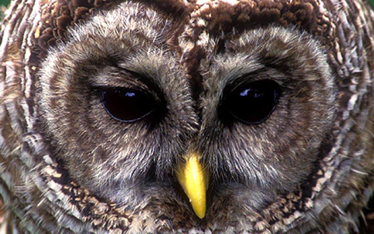 Creatures of the Night and Bonfire Delight