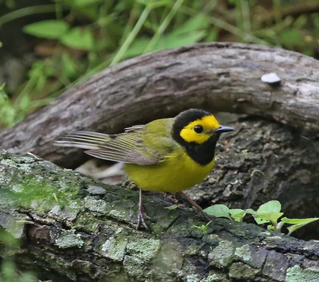 May Spring Migration Birding at the Farm