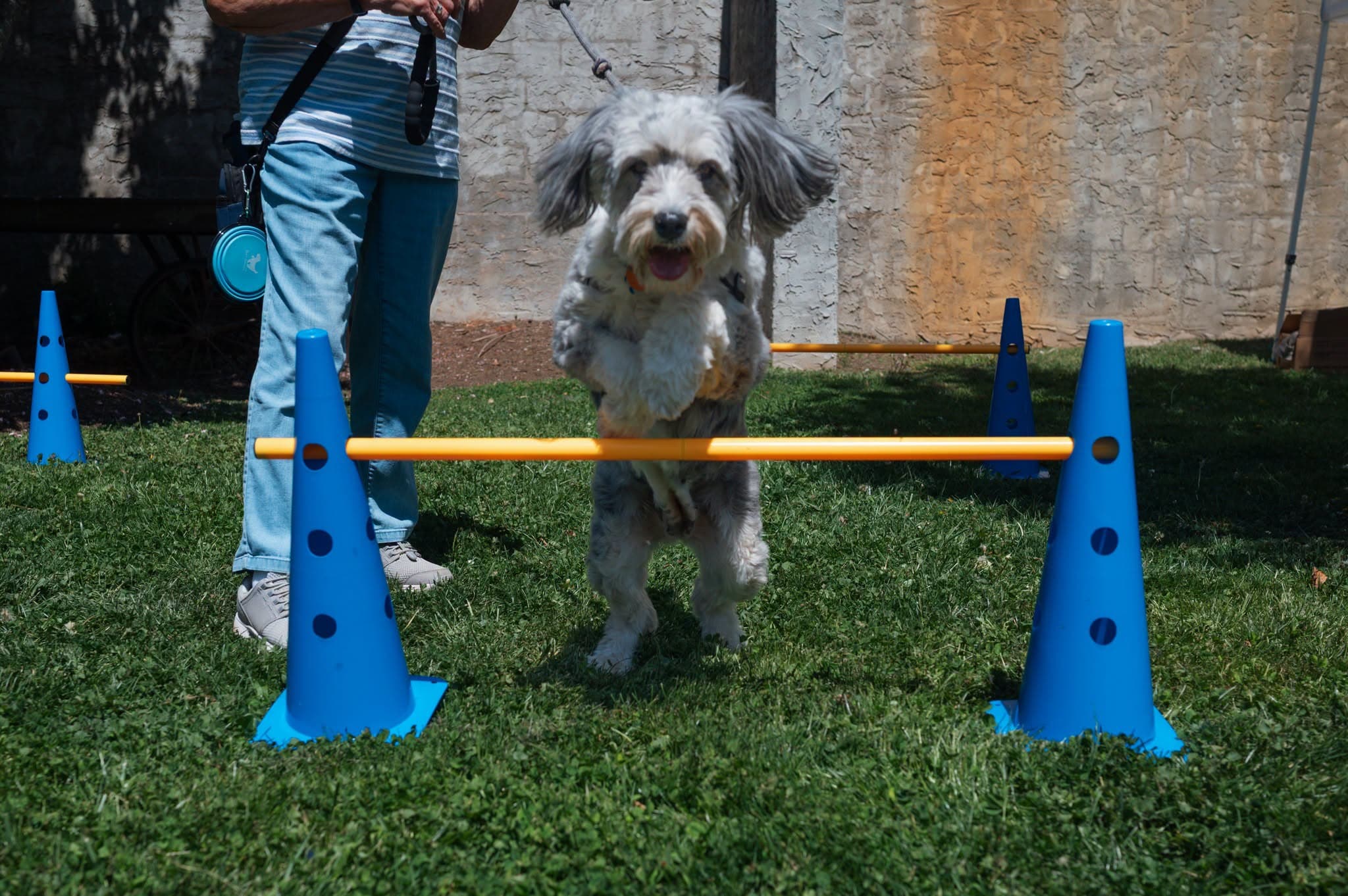 Cherry St Doggie Ice Cream Social (Black Mountain)