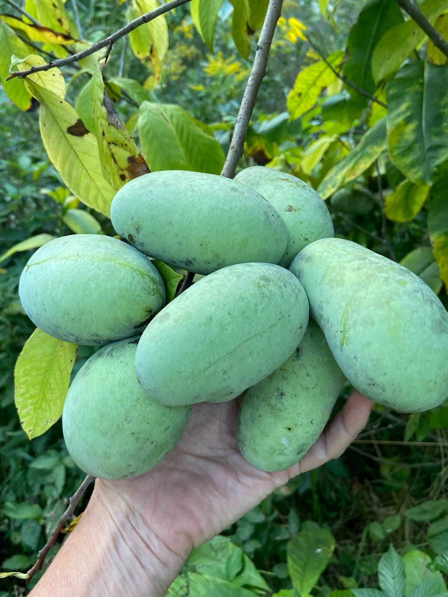 Pawpaw Ice Cream Release